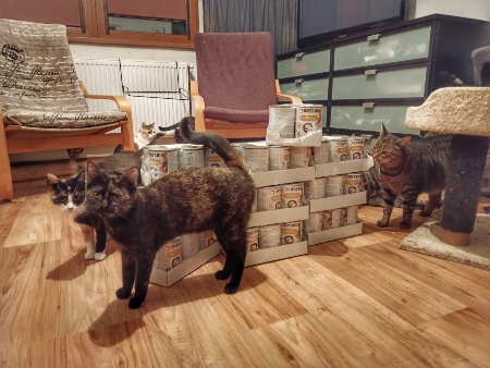 Catys Cats